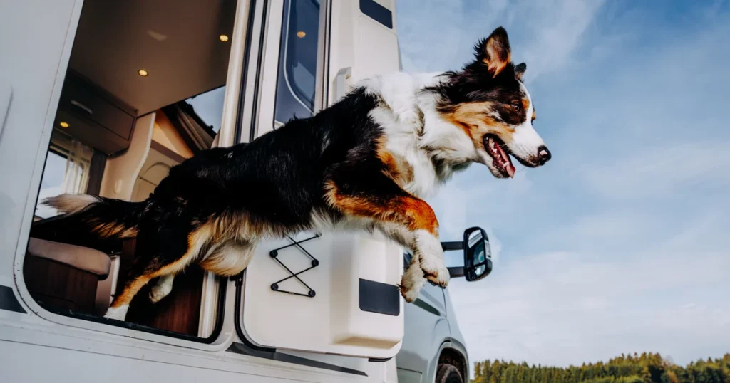 Camper huren met hond bij CamperGast